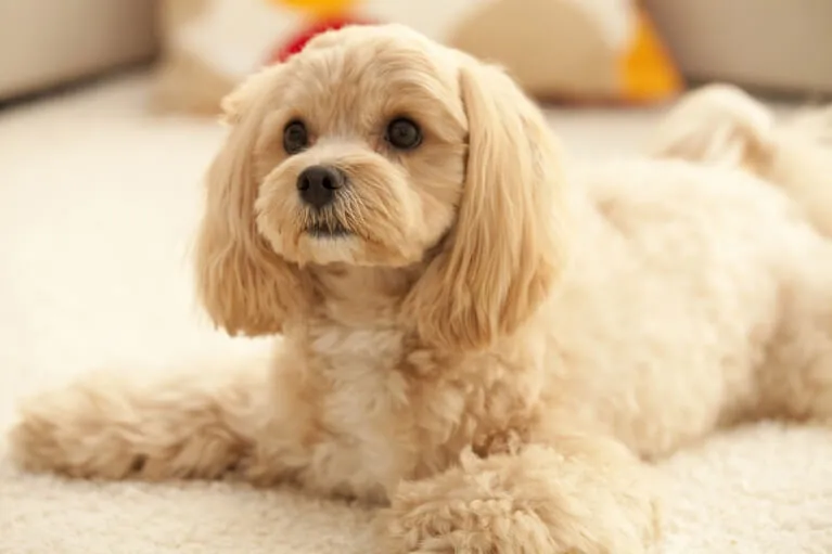 避妊･去勢手術